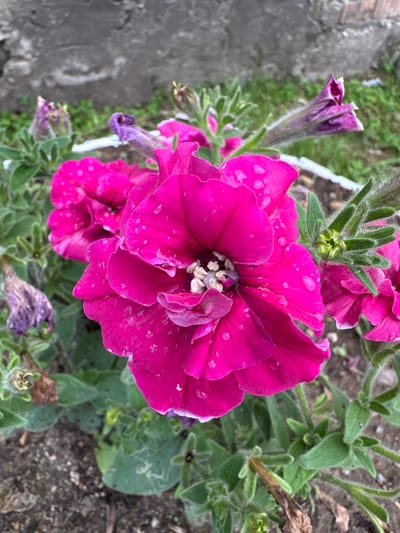 This is a close-up, top-down photograph of vibrant pink petunia flowers. The main subject is a large, fully bloomed petunia, its petals detailed with water droplets, suggesting recent rain or watering. To its lower left, another petunia is partially visible, also in bloom. In the background, a purple petunia bud is tightly closed, and further down, several wilted, purple flowers and buds are present, hinting at the natural cycle of blooming and decay.
The setting appears to be an outdoor garden. The ground beneath the flowers is a mix of dark soil and small stones. To the left of the frame, a gray, textured surface, possibly a concrete path or a brick wall, is visible. Lush green foliage from the petunia plants surrounds the flowers, some leaves showing a slightly velvety texture, characteristic of petunias. A few dried brown leaves or stems are also interspersed within the greenery.
The lighting suggests it might be daytime, possibly overcast given the lack of harsh shadows and the soft illumination on the petals. The water droplets indicate either recent rain or that the plants have been watered. There is no visible text in the image. The overall impression is one of natural beauty and the transient nature of flowers. The focus is entirely on the botanical subjects, with no people present. The location context of Chita, Russia, provides a geographical setting for this garden scene.