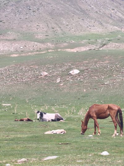 The image captures a serene pastoral scene set in the rugged, hilly landscape of Semenovka, Kyrgyzstan. In the foreground, several horses are visible. A lean, reddish-brown horse with visible ribs is actively grazing on patches of green grass, its head bent downwards. To the left, a white and grey horse is lying down and resting, with a small, dark brown foal also lying beside it. A second, very light-colored foal is resting on the ground further to the right.

The setting is an expansive, gently sloping terrain characterized by a mix of green grass, dry earth, and numerous scattered rocks and boulders. The background features larger, higher hills or mountains, which appear more barren and rocky with less vegetation. The lighting suggests it is daytime, with clear weather and soft, natural illumination casting minimal shadows. The scene evokes a sense of quiet wilderness and natural beauty. There are no human figures or man-made structures visible. No text is present in the image.