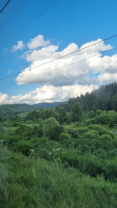 The image depicts a lush, green landscape under a bright blue sky with scattered white clouds. In the foreground, tall, wild grasses grow abundantly, leading into a dense expanse of varied green vegetation and trees. Beyond this, rolling hills covered in trees and vegetation extend towards a distant, darker green forest that crowns the highest ridge. Power lines stretch across the top of the frame, diagonally intersecting the sky. The scene is set in Rozluch, Ukraine, a location characterized by its natural beauty and rural setting. There are no people or visible actions in the image; it is a still, environmental portrait.
