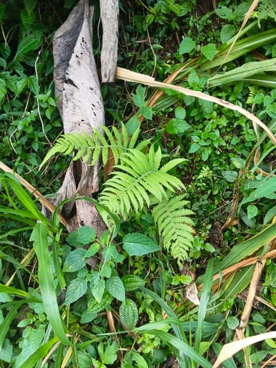 A vibrant green fern stands out among the diverse foliage. Dead, gray leaves contrast with the surrounding greenery, adding texture. Long, blade-like leaves mingle with smaller, rounder ones, creating a dense undergrowth. The scene captures the natural beauty of a lush, overgrown area with its various plant life stages.