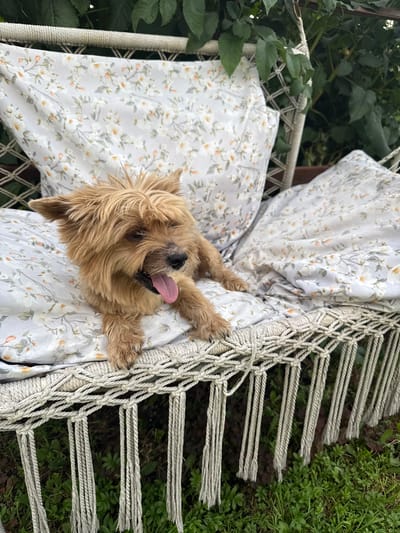 A tan, wiry-haired dog with its tongue out rests on a floral-patterned cushion on a macrame hammock chair. The hammock chair is suspended outdoors in a grassy, green environment, with dark green foliage in the background. The setting appears to be a backyard or garden area in Птицевод-2 Снт, Russia.