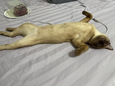 This media file depicts a light brown cat lying on its back on a grey striped sheet. The cat appears to be sleeping or resting, with its eyes closed and mouth slightly open, revealing its teeth. A white charging cable with a metallic connector is draped across the cat's body, near its head. To the right of the cat, a white plate holds a clear plastic container filled with red grapes. The overall scene suggests a casual, indoor setting, possibly a bedroom. The lighting is somewhat dim, indicating it might be nighttime or a room with limited natural light. There is no visible text in the image. The location context is Sohren, Germany.