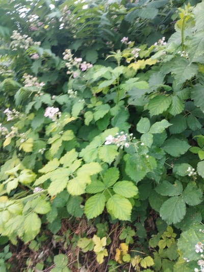 This is a close-up, vertical shot of a dense thicket of blackberry bushes, likely taken outdoors in an uncultivated area, possibly a garden or natural landscape. The foliage is lush and predominantly green, with some leaves exhibiting yellowing, suggesting the presence of both healthy and aging vegetation. Small, delicate white and pale pink flowers are visible scattered throughout the branches, indicating that the bushes are in bloom or have recently flowered. Some of the leaves are large and lobed, characteristic of blackberry plants, while others are smaller and more compound. The background is a blur of more greenery, with hints of brown earth and dry vegetation at the very bottom, suggesting the ground level beneath the plants. The image does not contain any people, animals, or man-made objects, and there is no discernible activity or interaction taking place. The scene is static and natural. It is not possible to determine the exact location within Darvag, Russia, from this image alone; it simply depicts a natural environment.