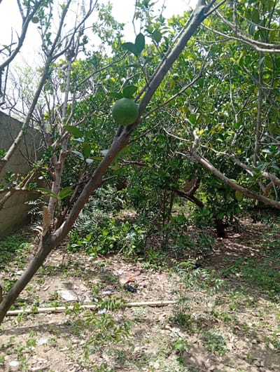 This image depicts an outdoor scene in Azume, Nigeria, likely a residential area or a farm given the presence of fruit-bearing trees and the surrounding vegetation. In the foreground, a large, weathered tree trunk is prominently positioned, extending diagonally upwards from the bottom left of the frame. This trunk supports several branches, some bare and others adorned with green leaves. Hanging from one of these branches is a single, spherical green fruit, possibly a citrus fruit.
The background is filled with dense foliage from multiple trees, creating a lush, green canopy. Sunlight filters through the leaves, casting dappled shadows on the ground. The ground itself is covered with dry leaves, soil, and some sparse green undergrowth. A concrete wall runs along the left side of the image, suggesting it may be a boundary or part of a structure.
The scene appears to be a still, natural environment. There are no people visible in the image. Some debris, including plastic bags and other unidentifiable objects, are scattered on the ground, indicating the presence of human activity in the vicinity. The overall impression is one of a somewhat unkempt but verdant space within a Nigerian landscape.