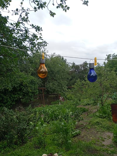 This is a medium-distance, eye-level shot of an outdoor scene in Krasnoarmeysk, Russia, likely a garden or backyard. A clothesline stretches horizontally across the frame, from left to right, with two decorative light bulbs hanging from it by yellow clothespins. The light bulbs are of different colors: one is amber-colored on the left, and the other is blue on the right. Both bulbs have ribbed metal bases and appear to be made of glass.
The background is dominated by dense green foliage, suggesting a lush environment, possibly with fruit trees or bushes. A wooden fence runs horizontally in the mid-ground, partially obscured by the vegetation. The ground in the foreground is a mix of dirt paths and overgrown green plants, with some areas appearing recently disturbed or cleared, possibly indicating active gardening. A rusted metal barrel is visible on the far right edge of the frame. The sky is overcast, with a pale, diffused light. There are no people visible in the image, and no active interactions are taking place. The overall impression is one of a slightly wild or untamed garden setting.