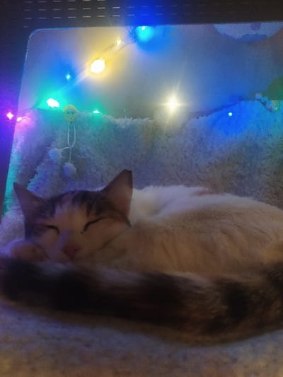 An indoor scene in Harasta, Syria, depicts a domestic cat sleeping on a textured, light-colored, fluffy surface, consistent with a pet bed. The cat is predominantly white with brown and tan markings on its head and a banded dark brown and tan tail. It is curled on its left side, with its eyes closed and front paws tucked. Overhead, a string of multi-colored LED lights emits blue, yellow, green, and pink/purple illumination, casting light onto the scene. A small, yellow, circular decorative object with a smiley face and sunglasses, flanked by two white pom-poms, is suspended from the string lights. A dark, possibly gridded surface is visible along the top edge of the frame.