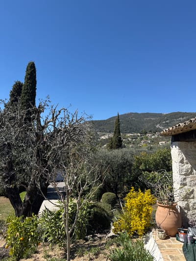 The image shows an outdoor scene in Tourrettes-sur-Loup, France, under a clear blue sky. A portion of a stone building is visible in the upper right, with a large terracotta pot and gardening supplies nearby. Lush vegetation, including a flowering yellow shrub, surrounds the building. Further into the scene, trees with bare branches intermix with green foliage. A mountain rises in the background, dotted with buildings and houses. A tall, slender cypress tree stands prominently among the other trees.