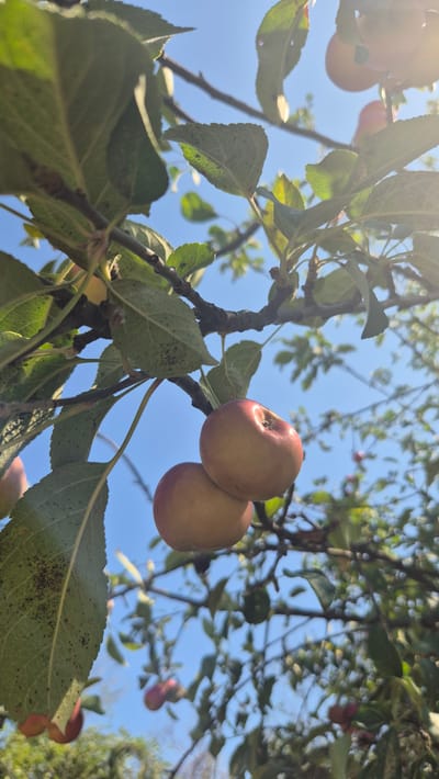The image shows a low-angle view of ripe apples hanging from a tree on a sunny day. The sky is a clear blue, suggesting fair weather. The apples are a reddish-yellow color and appear plump, indicating they are ready for harvest. Some leaves are visible on the branches, some showing signs of dark spots. The overall impression is one of abundance and the natural beauty of a fruit-bearing tree. The sunlight filters through the leaves, creating a dappled effect and highlighting the apples. The background is filled with more branches and leaves, some of which are slightly out of focus, suggesting a shallow depth of field. The image captures a moment of ripeness and growth in an orchard or garden setting. Based on the location context of Butovo, Bulgaria, this scene likely depicts a rural or suburban environment where apple trees are common. The time of day appears to be late morning or early afternoon, judging by the bright sunlight and the position of the sun casting light from above. There are no people or text visible in the image.