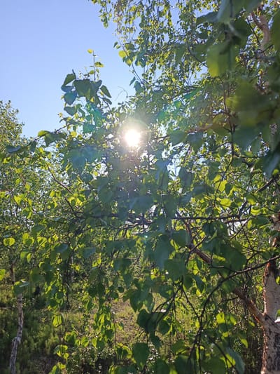 The image depicts a bright, sunny day with the sun shining through the leaves of trees. The scene is a natural outdoor setting, likely a forest or park, with lush green foliage dominating the frame. The sun's rays create a lens flare effect, adding a dramatic glow to the image. The leaves are a vibrant green, suggesting it is summertime or late spring. In the background, a light-colored tree trunk with textured bark is visible, possibly a birch tree. The overall mood is peaceful and serene, evoking a sense of nature's beauty and the warmth of the sun. The location is Valok, Russia. There is no text visible in the image.