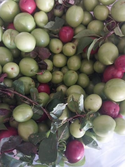 This is a close-up, top-down, outdoor, daylight shot of a pile of fresh, ripe plums. The plums are predominantly a light green color, with some appearing slightly yellowish. There are also a few deep red or dark purple plums interspersed within the pile. The fruits vary in size and shape, with some being round and others more oval. Many of the plums are still attached to small twigs and green leaves, suggesting they were recently picked. The background is a blurry, light-colored surface, possibly a container or cloth. The scene appears to be set in Akhalkalaki, Georgia, implying a context of local fruit harvest or market.
