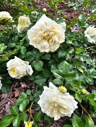 This media file showcases a close-up view of a rose bush in full bloom, featuring several large, creamy white roses with ruffled petals. The flowers are interspersed with lush green leaves, some of which appear to have dew drops, suggesting a recent watering or morning mist. The background consists of dark soil and mulch, with hints of brown and gray from fallen leaves or bark.
The scene is one of natural beauty, with the focus solely on the roses and their foliage. There are no people or specific objects visible, other than the plants themselves. The lighting appears to be natural daylight, possibly early morning or late afternoon given the soft illumination. The overall impression is one of tranquility and the vibrant life of a garden. The location context provided, "Березка Снт (красногорский Р-н, Russia)," places the scene in a garden setting within the Krasnogorsky district of Russia. No text is visible in the image.