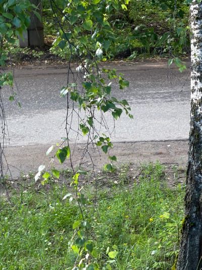 The image shows a close-up view of a birch tree trunk on the right, with its distinctive white and black bark. In the foreground, lush green grass with small white and yellow wildflowers covers the ground. Overhanging branches with green leaves from another tree, possibly also a birch, extend from the left side of the frame, obscuring part of the background. A grey asphalt road is visible behind the grassy area, with a dirt shoulder separating it from the grass. In the far background, dense green foliage and the shadow of a structure are discernible. The scene appears to be outdoors, likely in a park or along a roadside in the city of Shikhovo, Russia, bathed in natural daylight. There are no people or animals visible in the frame.