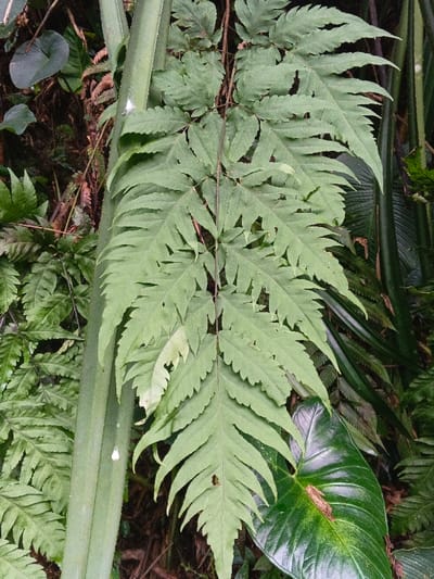 The image displays a dense natural environment in Situm, Papua New Guinea, characterized by various green plant species. A prominent, large, green fern frond with a multi-pinnate structure and numerous serrated leaflets occupies the central and right areas of the frame. To the left, a thick, smooth, light-green stem or stalk extends vertically. In the bottom right, a broad, dark green, glossy leaf, possibly from an aroid plant, features a small, brown, elongated object (likely an insect or dried leaf fragment) resting on its surface. The background consists of additional green foliage, including other ferns and plant material, indicating a heavily vegetated, possibly forested or jungle, setting. The scene is lit by diffused, natural light. No individuals, animals (other than the potential insect), or human-made objects are visible.