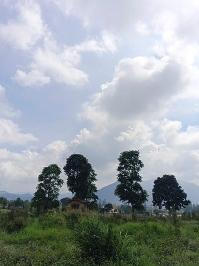 The image displays an outdoor scene in Man Gyat, Myanmar, under a cloudy daytime sky. The upper two-thirds of the frame features a light blue sky with numerous white cumulus and stratocumulus clouds. Below the sky, a landscape unfolds with distant, hazy mountains visible on the horizon. In the midground, four prominent, tall, dark green trees with dense canopies stand against the backdrop of the hills. A small, single-story structure, appearing to be a light-colored building with a dark roof, is situated beneath the leftmost two trees. Further in the background, to the right, other dispersed structures, possibly residential, are partially visible among trees. The foreground is dominated by dense, uncultivated green vegetation, including various grasses and shrubs, with a distinct clump of tall, spiky green grass in the lower-center. No individuals are present in the scene.