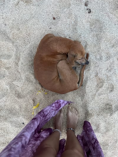 A brown dog sleeps curled on a sandy beach, its head tucked into its body. The sand is light beige with small white and brown particles. A person's bare feet, adorned with seashell anklets, are visible at the bottom of the frame, partially covered by a draped purple fabric with a tie-dye pattern. The scene is set on a beach in Batawala, Sri Lanka.
