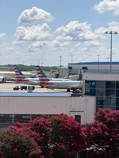 This is a photograph of an outdoor scene at an airport, likely Charlotte Douglas International Airport, given the prevalence of American Airlines planes and the visual cues of the terminal architecture. The image captures several American Airlines aircraft parked at gates, connected to jet bridges. In the foreground, vibrant pink crape myrtle trees are in full bloom, obscuring the lower portion of the airport terminal. The sky is partly cloudy, with large, puffy white clouds against a light blue backdrop. Several tall airport lighting poles are visible. The terminal building features a modern design with large glass windows and white exterior walls. Baggage carts and a small tug vehicle are present on the tarmac. The overall scene depicts a typical operational day at a busy airport, with the natural beauty of the flowering trees adding a splash of color to the industrial setting.