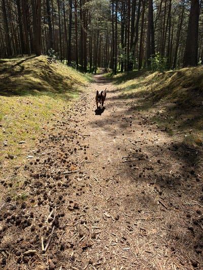The image shows a dirt path in a pine forest in Ragaciems, Latvia. The ground is covered with pine needles, cones, and some patches of moss. On the path, a dog stands facing away from the viewer. The path is bordered by tall pine trees on either side, creating a shadowed and sunny effect.