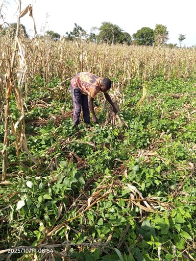 The image, captured in Kamantan, Nigeria, on 2025/10/11 at 08:54, depicts an adult male engaged in agricultural activity within a field. The individual, dressed in a multi-colored patterned short-sleeved shirt and dark striped trousers, is bent at the waist, actively gathering and bundling dried maize stalks with both hands. The field is characterized by a dense intercropping of tall, desiccated maize plants and vibrant green, leafy ground cover. In the background, similar crops extend into the distance, with a clear sky visible above a distant line of trees on the horizon. Bright daylight illuminates the scene.