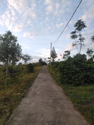 A narrow, weathered concrete or paved pathway extends into the distance, curving gently to the left under a partially cloudy, pale blue sky. Along the left side of the path, wild grass and scattered young trees with light green foliage are visible. On the right side, the path is bordered by dense, dark green bushes and taller, slender trees. A utility pole with two visible overhead wires stands on the right side of the path, roughly halfway down its visible length. The scene is devoid of people, animals, or vehicles. This location is specified as the city of Trondheim, Norway.