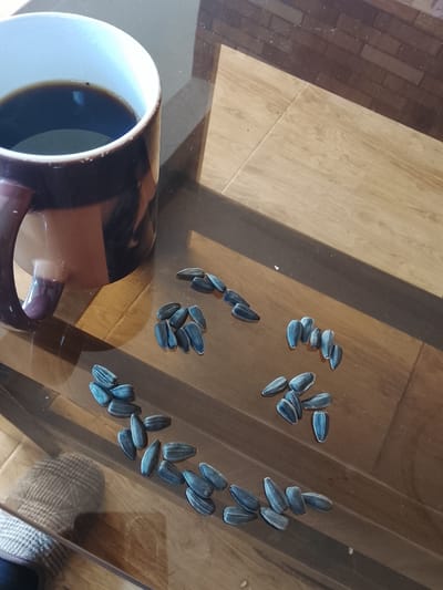 A coffee mug and a scattering of sunflower seeds are arranged on a glass-topped table. The mug, dark brown with a lighter brown stripe and handle, contains dark liquid, presumably coffee. The sunflower seeds are dark blue or black with lighter stripes and are scattered in groups, some forming vague shapes. The table surface reflects the mug and the surrounding environment, which appears to be an indoor setting with a wooden floor composed of light and dark planks. A shadow is cast across the table, indicating a light source from the right. The overall scene is still and suggests a moment of quiet contemplation or a break. The provided location, Stalinisubani, Georgia, is not visually represented in the image.