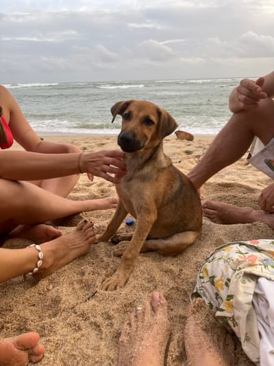 In Batawala, Sri Lanka, on a sandy beach, a tan puppy sits in the sand, looking forward with large, dark eyes. It is surrounded by several people's legs and feet, some wearing jewelry. A red bikini top is visible on the left. In the background, waves crash on the shore under a cloudy sky.
