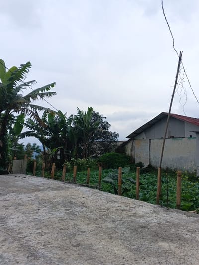 The image depicts a rural or semi-urban outdoor scene in São Félix do Xingu, Brazil, under an overcast sky. In the foreground, a textured, light gray concrete or paved surface extends from the lower left to the mid-right. A line of approximately ten light brown wooden stakes, irregularly spaced, forms a rudimentary fence or boundary along the right edge of the concrete. Behind this line of stakes, a dense patch of green vegetation is visible, containing large-leafed plants, smaller green plants, and scattered yellow-flowering plants, suggesting a garden or cultivated area. Further back on the left, several large banana trees with broad green leaves are prominent. To the right of the banana trees and behind the cultivated patch, a single-story building with a light-colored, weathered exterior and a reddish-brown corrugated metal roof is present. A tall, thin wooden pole stands vertically in front of the building on the right, with several thin, dark lines, possibly wires or vines, hanging from its upper portion. Distant, dark green hills are faintly visible on the far left horizon beneath the uniformly gray, cloudy sky. No individuals or active interactions are visible within the frame.