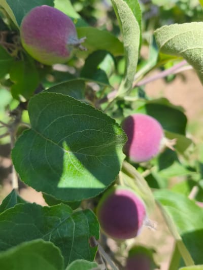 The image shows a close-up of several small, round, purplish-pink fruits on a tree branch, likely young apples. Green leaves surround the fruits, with some leaves in focus and others blurred. The background is out of focus, showing a tan-colored, possibly dirt or sandy area, with hints of more green foliage. The lighting suggests it is daytime, with a shadow cast on one of the leaves. There is no indication of people or specific urban features, making it impossible to pinpoint a location within Фронтовики Снт, Russia, other than it appears to be an outdoor, natural setting, likely a garden or orchard.