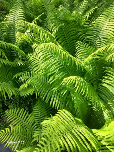 The image depicts a dense cluster of ferns. The plants are varying shades of green, with some leaves appearing lighter due to sunlight. The picture was taken in Volzhsky, Russia.