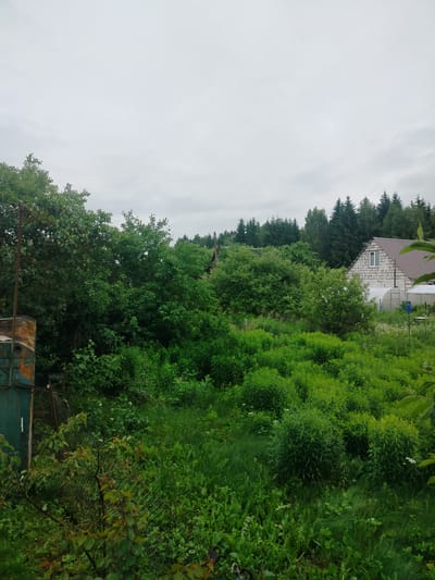 This image depicts a rural scene in the Dzyashchanski Sel'ski Savet, Belarus. The foreground is dominated by lush, overgrown green vegetation, including tall grasses and various bushes. To the left, a weathered, teal-colored shed with rusted metal elements is partially visible, with a rusty pole extending upwards. A chain-link fence runs through the middle ground. In the mid-ground, a modern, unfinished house constructed of grey cinder blocks with a dark-colored roof and a single visible window is situated. Adjacent to the house are two small greenhouse structures. Beyond the house, a dense forest of coniferous trees forms the background, under a cloudy, overcast sky. No people or animals are present in the scene.