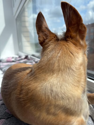 A close-up, rear-view shot shows the back of a small, tan-colored dog's head and upper body. The dog is looking out a window, with its ears perked. Sunlight is casting shadows on its fur. The dog is lying on a grey and pink blanket. The window looks out onto a cloudy sky and some buildings. The image appears to be taken indoors, possibly in a residential setting. There is no visible indication of the specific city of Barvikha, Russia.
