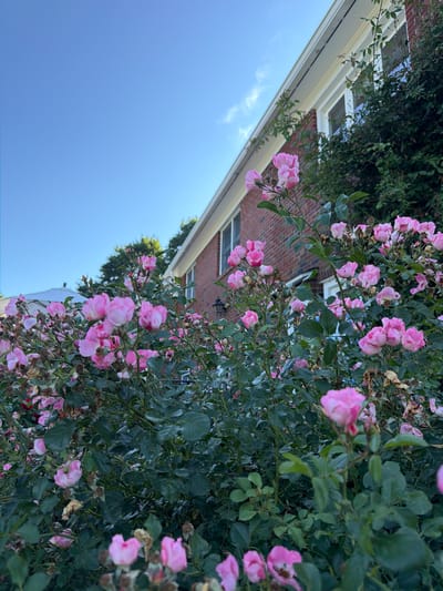 An eye-level, medium shot captures a vibrant pink rose bush in the foreground, its blooms and foliage dominating the lower two-thirds of the frame. Behind the roses, a portion of a residential building is visible, constructed with red brick and featuring white-trimmed windows. The house has a cream-colored soffit and a gutter system along its roofline. A lush green vine climbs the side of the house. The background reveals a clear blue sky with a few wispy white clouds. The scene appears to be set in a suburban environment, possibly a residential garden in the Town of Southold, United States of America.