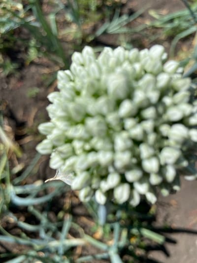 This is a close-up, out-of-focus, downward-facing shot of a white allium flower head. The flower is spherical and composed of many small, tightly packed buds. The stems and leaves of the plant are visible in the blurred background, appearing green and bluish-green. The ground beneath the plant is a mix of dark soil and some lighter debris, suggesting an outdoor setting. There are no people or discernible text in the image. The lighting suggests it might be daytime, possibly a bright day given the slight glare on some of the flower buds. The overall impression is one of nature and botanical growth in what appears to be a garden or natural landscape.