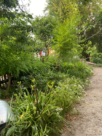 The image depicts a lush garden path in Mala Vilshanka, Ukraine, bordering a dirt road. Dense green foliage dominates the scene, with a variety of plants including large leafy bushes, slender stalks with small white flowers, and tall plants with yellow buds in the foreground. A bright orange flower is visible amidst the greenery, adding a splash of color. A rustic wooden fence runs along the left side of the path, partially obscured by vegetation. In the background, parts of a building with red accents can be seen, along with laundry hanging on a line. The overall impression is one of a well-tended, natural outdoor space.