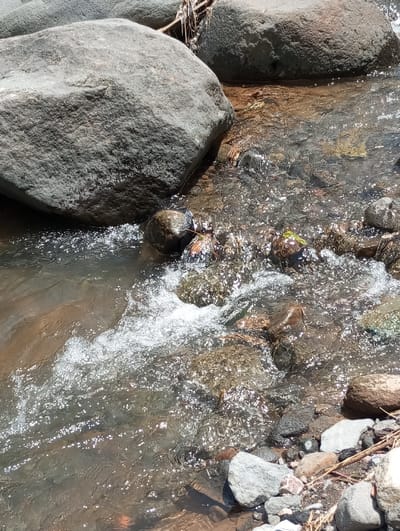 The image displays a shallow, rocky stream segment in Cibeureum, Indonesia, under daylight conditions. Clear water flows across the scene, creating ripples, small white rapids, and bright reflections from direct sunlight, particularly in the center and lower-right quadrants. Several large, dark grey boulders are prominent, with one dominating the left foreground and another positioned in the upper right. The streambed is visible through the water, composed of various smaller stones, gravel, and sand, exhibiting shades of grey, brown, and reddish-brown. Minor organic debris, including dry sticks, is present along the right bank. No human figures, animals, or artificial objects are discernible within the frame.