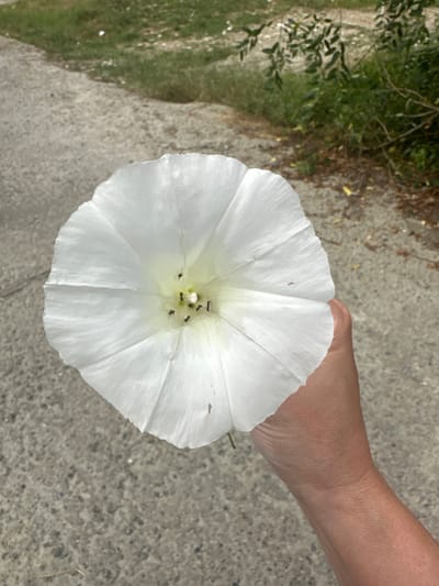 A close-up shot shows a person holding a white flower with a trumpet-shaped bloom. Several small black ants are visible inside the flower's center. The flower is held in front of a gray, textured surface that appears to be concrete or pavement, with some greenery and dried vegetation in the blurred background. The lighting suggests it is daytime. The person's hand and forearm are partially visible on the right side of the frame.