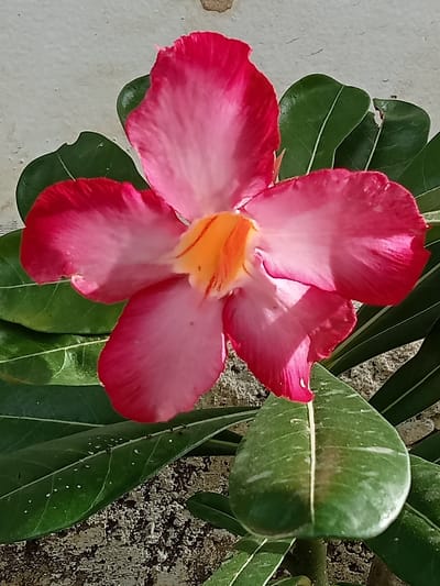 A vibrant Desert Rose blossom, showcasing a gradient from deep red edges to soft pink centers. Its five petals surround a bright yellow throat marked with red striations. The flower is framed by green leaves, some exhibiting lighter variegation along their veins. The background suggests a textured, possibly aged, wall.