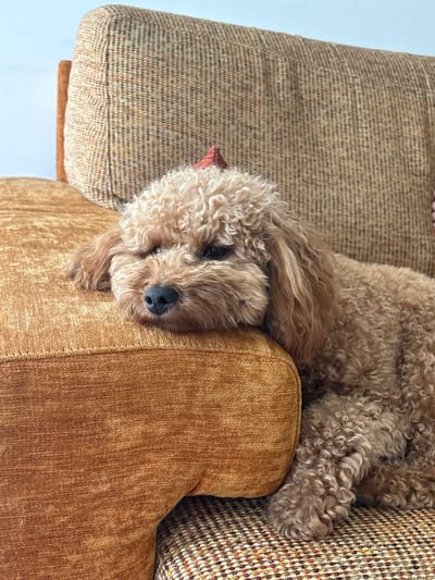 A toy poodle with curly, light brown fur rests its head on the armrest of an orange, textured couch. The dog has dark eyes and a black nose. A small, reddish-brown bow is visible on top of its head. The couch is upholstered in two different fabrics: a smooth, solid orange material on the armrest and a patterned brown and tan tweed on the back and seat cushions. The setting is an indoor environment, likely a living room. No specific location in the city of A Florida, Spain, can be determined from the image.