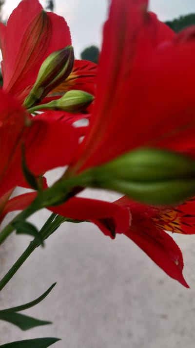 This is a close-up, slightly out-of-focus photograph of red alstroemeria flowers. Several buds are visible, some still tightly closed and green, while others are beginning to unfurl. The petals of the open flowers are a vibrant red with dark streaks. The background consists of a blurred paved surface, likely a street or walkway, and a faint outline of trees and sky. The image appears to have been taken outdoors in Oliveira do Bairro, Portugal, given the context provided. There are no people or discernible human activity in the frame.