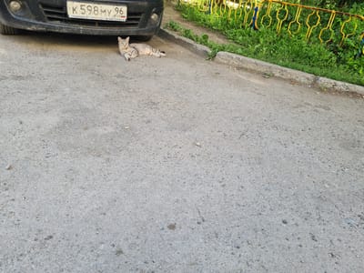 A tabby cat is lying on asphalt under the front of a black car. The car has a Russian license plate. In the background, there is a green grassy area with a yellow metal fence. The scene appears to be in an outdoor urban environment.