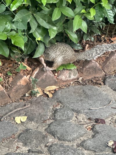 A squirrel, with a mottled grey and black coat and a bushy tail, is positioned at the edge of a patch of green foliage next to a paved surface composed of irregularly shaped grey stones and red bricks. The squirrel is facing away from the viewer and appears to be foraging at the border between the vegetation and the pavement. The environment suggests an outdoor setting, possibly a garden or a park. The location is in the city of San Miguel Acapantzingo, Mexico.
