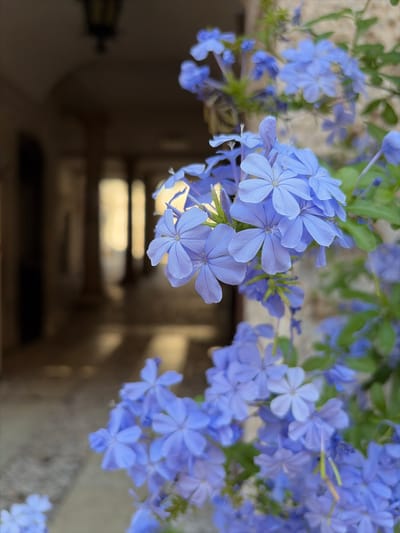 The media file shows a close-up, shallow-depth-of-field shot of several clusters of small, light blue flowers with five petals each. The flowers are delicate and appear to be in bloom. They are the primary subject, filling the top half of the frame. The background is blurred and dark, suggesting an indoor or shaded outdoor setting. There are hints of stairs or a walkway with railings in the indistinct background, which appears to be made of stone or concrete. The lighting is soft, indicating it might be daytime, possibly overcast or in the shade. No people are visible. The location context of Trento, Italy, does not provide specific visual cues within the image itself, but the general aesthetic could align with Mediterranean or European garden settings. The overall impression is one of natural beauty and tranquility.