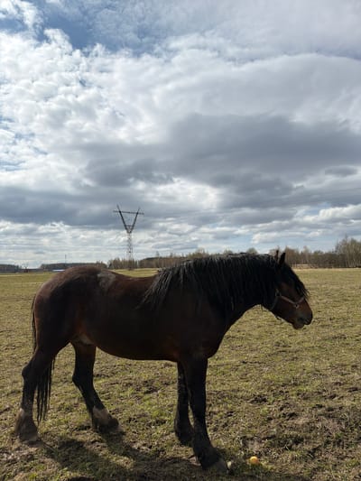A dark brown horse with a bridle stands in a field. The field appears to be a mix of grass and dirt. The sky is cloudy. A power line tower is in the background. The picture was taken somewhere in Russia, in the city of Пролетарский.