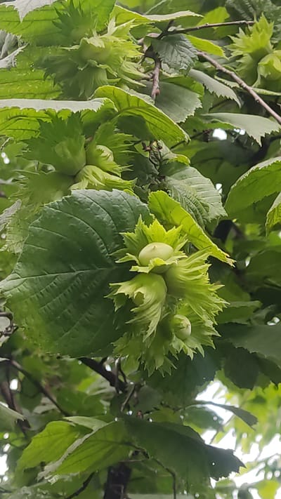 This is a close-up shot of a cluster of unripe hazelnuts hanging from a tree. The hazelnuts are a vibrant green and are encased in spiky, leafy husks. Several large, serrated green leaves are visible, as well as branches. The background is a blur of green foliage and bright sky, suggesting an outdoor setting during daylight hours, possibly a slightly overcast day given the diffused light. The scene is natural and serene, focusing on the developing fruit of the tree. There is no visible text in the image. The location is identified as Mohyliv-Podilskyi, Ukraine.
