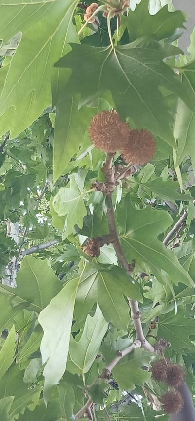 The image shows a close-up of a tree with large, green leaves and several round, spiky seed pods. The seed pods are brown and appear to be dry. The leaves are palmately lobed, with pointed tips. The tree branches are visible, with a rough, brown bark. The background is blurred, but appears to be more foliage, suggesting this is an outdoor scene in a wooded area or park. The image does not contain any people or specific landmarks that would allow for identification of the exact location within Ganja City, Azerbaijan, but it is likely an area with mature trees.