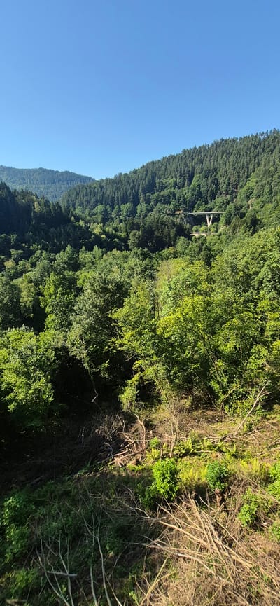 The image captures a lush, green, forested mountainside on a clear, sunny day. The foreground is dominated by fallen branches and vegetation, suggesting an area that may have undergone recent clearing or is naturally experiencing seasonal shedding. In the mid-ground and background, dense deciduous and coniferous trees cover the rolling hills, creating a vibrant tapestry of green hues. Peeking through the trees in the upper mid-ground, a concrete bridge with a distinctive arch structure is visible, spanning across a valley. The sky is a brilliant, cloudless blue. This scene is located in the vicinity of the Hohenzollern Bridge in Forbach, Germany, a structure known for its impressive architecture and integration into the natural landscape.