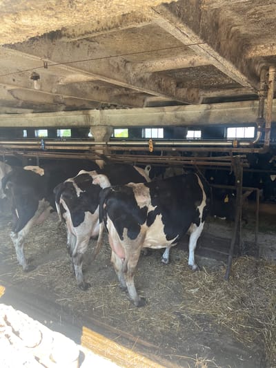 The image depicts a group of black and white cows lying down in a barn. The barn appears to be rustic, with rough concrete walls and ceiling structures, and metal bars that likely serve as stalls or dividers. There is straw scattered on the floor, providing bedding for the animals. The lighting suggests it could be daytime, with natural light filtering in from windows visible on the left side of the frame. The cows are of various sizes and positions, with some lying down and others partially visible. One cow in the foreground has a yellow tag on its ear. The overall scene conveys a sense of a working farm environment. No people are visible in the image.