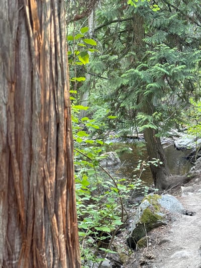 An outdoor scene depicts a portion of a tree trunk on the left, with its textured bark in focus and illuminated by soft light. To the right, a forest environment unfolds, featuring a stream with calm, dark water flowing over rocks. Several trees with dense green foliage, characteristic of coniferous species, are visible. Green leaves and branches are scattered throughout the midground and background, creating a natural, shaded atmosphere. The ground on the right side of the image is composed of dirt, rocks, and dry leaves, suggesting a woodland trail. The image is located in East Central Okanagan Electoral Area, Canada.