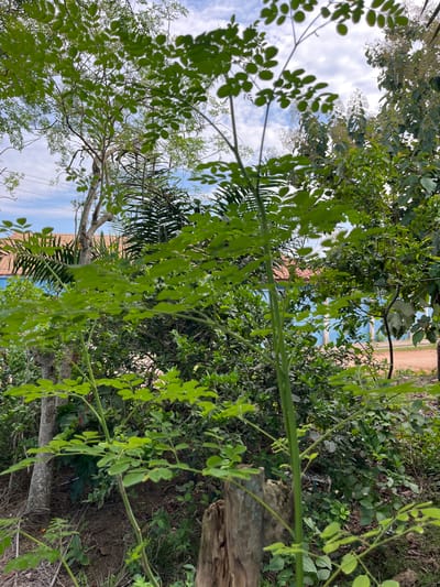 This outdoor image is captured from a low-angle perspective, looking upwards through a dense canopy of green foliage. The scene is dominated by various trees and plants, primarily characterized by their vibrant green leaves and branches.
In the foreground, prominent branches with small, oval-shaped light green leaves extend into the frame from the left and right, suggesting a tree like Moringa. Interspersed among these are fronds from palm trees, visible towards the upper left and central-right portions of the image. The midground consists of a thicker layer of green leaves and branches.
Above and through the breaks in the foliage, a bright, partly cloudy sky is visible, featuring white clouds against a light blue background. This indicates a daytime setting. In the background, hints of human presence can be observed through the trees: a building or structure with a reddish-brown roof or wall, and another with a blue wall. A dirt path or unpaved road can be seen in the upper right background, winding into the distance. A rough wooden post or tree stump is visible on the right side of the image, partially obscured by the surrounding vegetation.
The overall impression is a lush, natural environment adjacent to a human settlement, consistent with a semi-rural or residential area in Osogbo, Nigeria. There is no specific activity taking place, and no visible text.