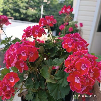 The image shows a close-up view of a cluster of vibrant pink and red geranium flowers, in focus in the foreground. The flowers are arranged in dense bunches with some individual blooms clearly visible, displaying their delicate petals and darker centers. Lush green leaves with a serrated edge surround the flowers. In the background, the scene is softly blurred, suggesting an outdoor setting with a hint of sunlight filtering through trees. The faint lines of a building's siding are visible on the right, and a railing runs along the bottom edge of the frame. A timestamp, "08.07.2026 08:53," is superimposed on the lower right corner of the image. The location is identified as Dagomys, Russia.