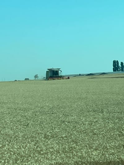 A combine harvester is shown working in a field of ripe grain, likely wheat or barley. The machine moves through the field, cutting and threshing the crop. A light haze fills the air, indicating a hot and dry harvest day. The sky is clear and blue. A row of trees is visible in the background, marking the field's edge.